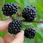 Crafting Culinary Magic with Homegrown Blackberries