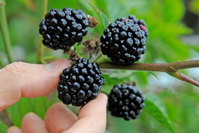 Crafting Culinary Magic with Homegrown Blackberries